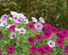 Tapeta Nature Flowers 235.jpg